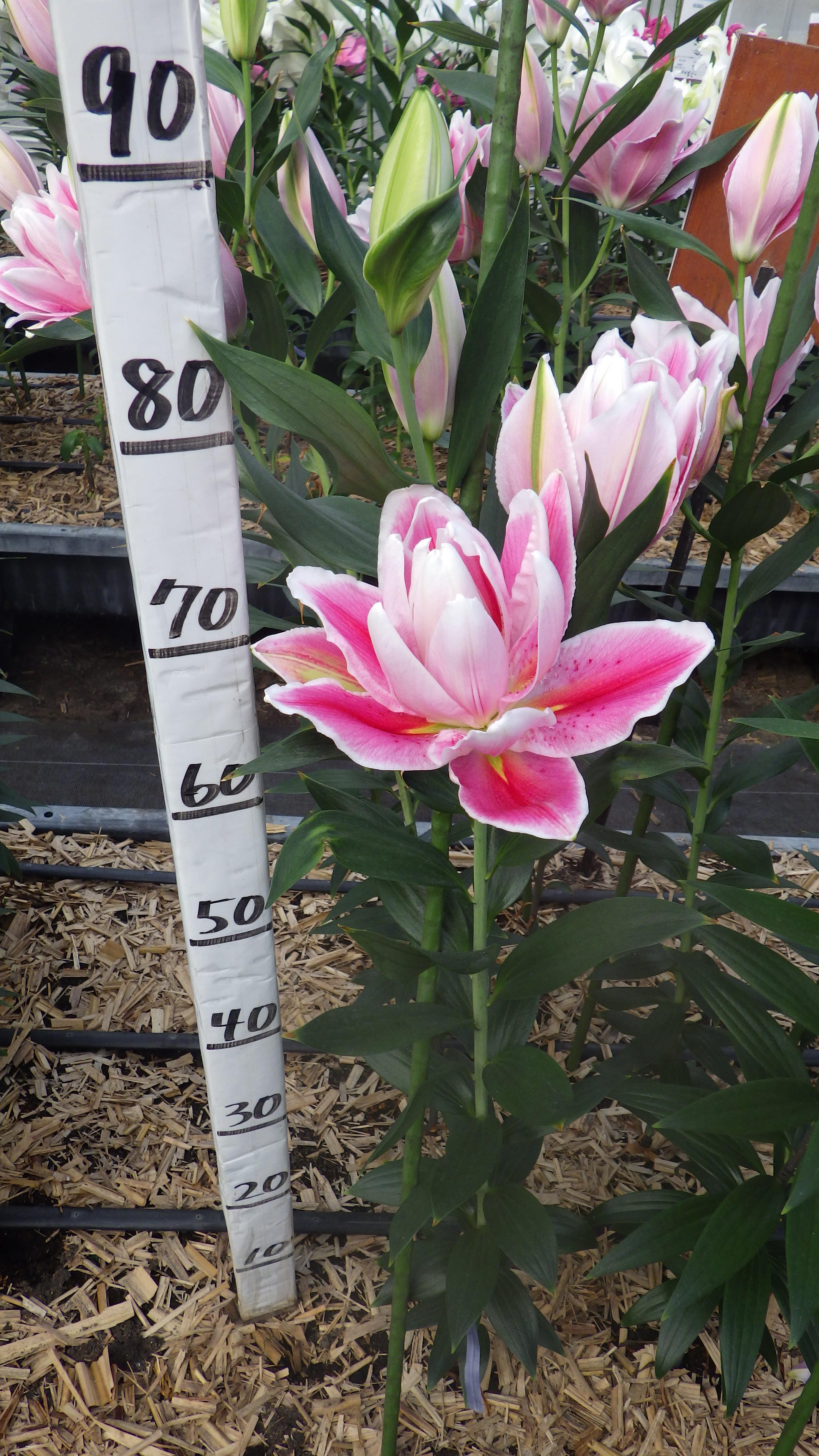 RL ミカエラ（八重）